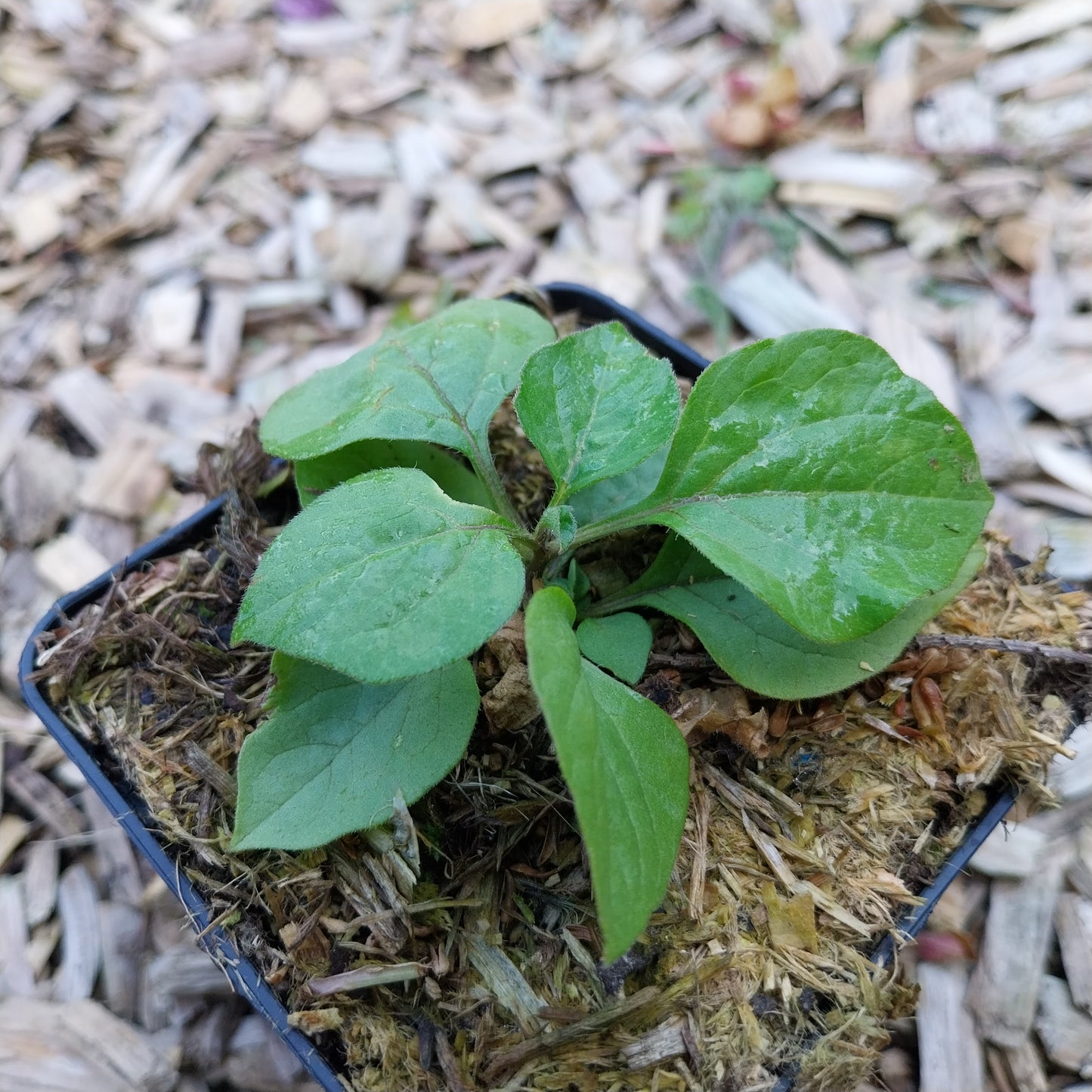 Physalis alkekengi var. franchetii 'Zwerg' Zwerg-Blasenkirsche