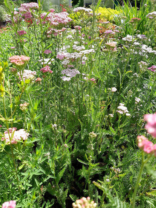 Achillea millefolium 'Summer Pastels' Schaf- Garbe