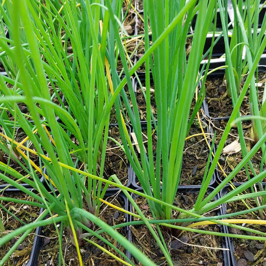 Allium schoenoprasum 'Polyvit' Schnittlauch