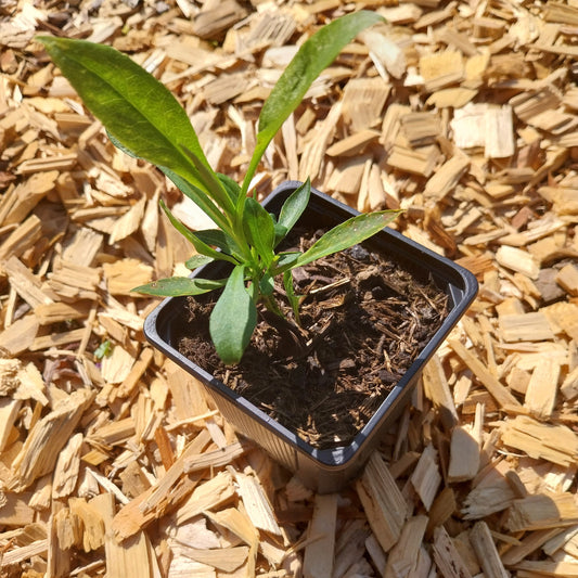 Aster novi-belgii 'Schneeberg' Glattblatt-Aster