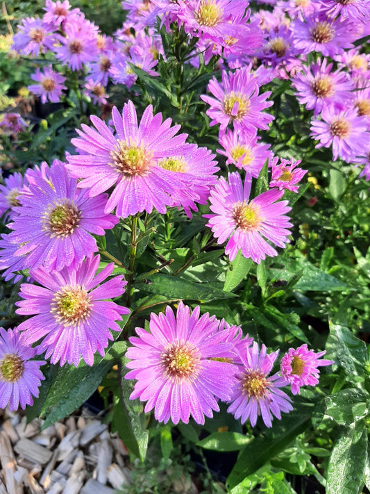 Aster dumosus 'Herbstgruß vom Bresserhof' Kissen-Aster