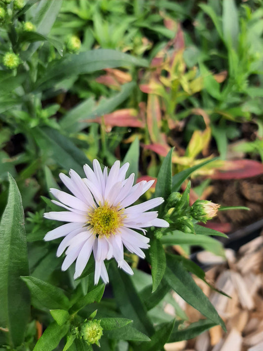 Aster dumosus 'Kristina' Kissen-Aster