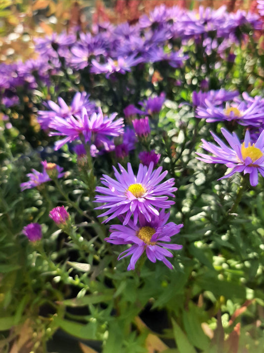 Aster dumosus 'Prof Anton Kippenberg' Kissen-Aster