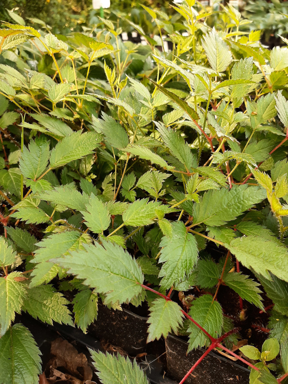 Astilbe chinensis 'Veronica Klose' Teppichspiere