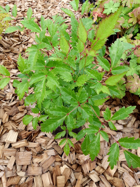 Astilbe × arendsii 'Brautschleier' Garten-Prachtspiere