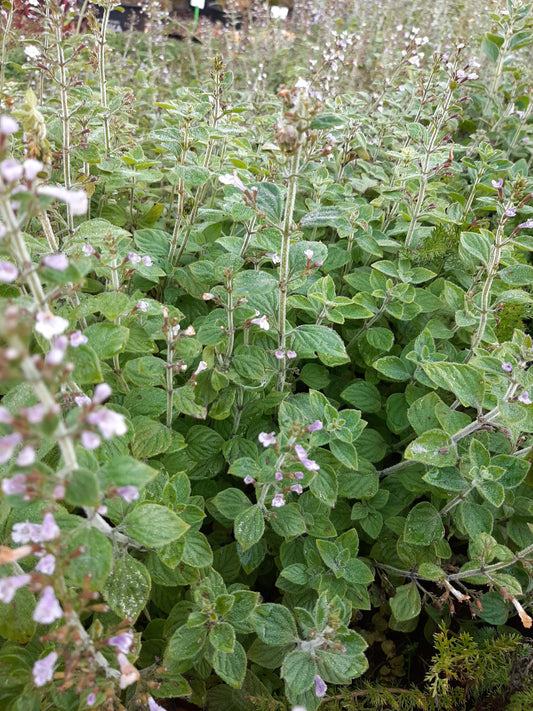 Calamintha nepeta 'Blue Cloud Strain' Kleinblütige Bergminze