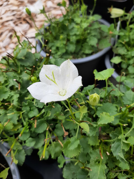 Campanula carpatica 'Pearl White' Niedrige Glockenblume