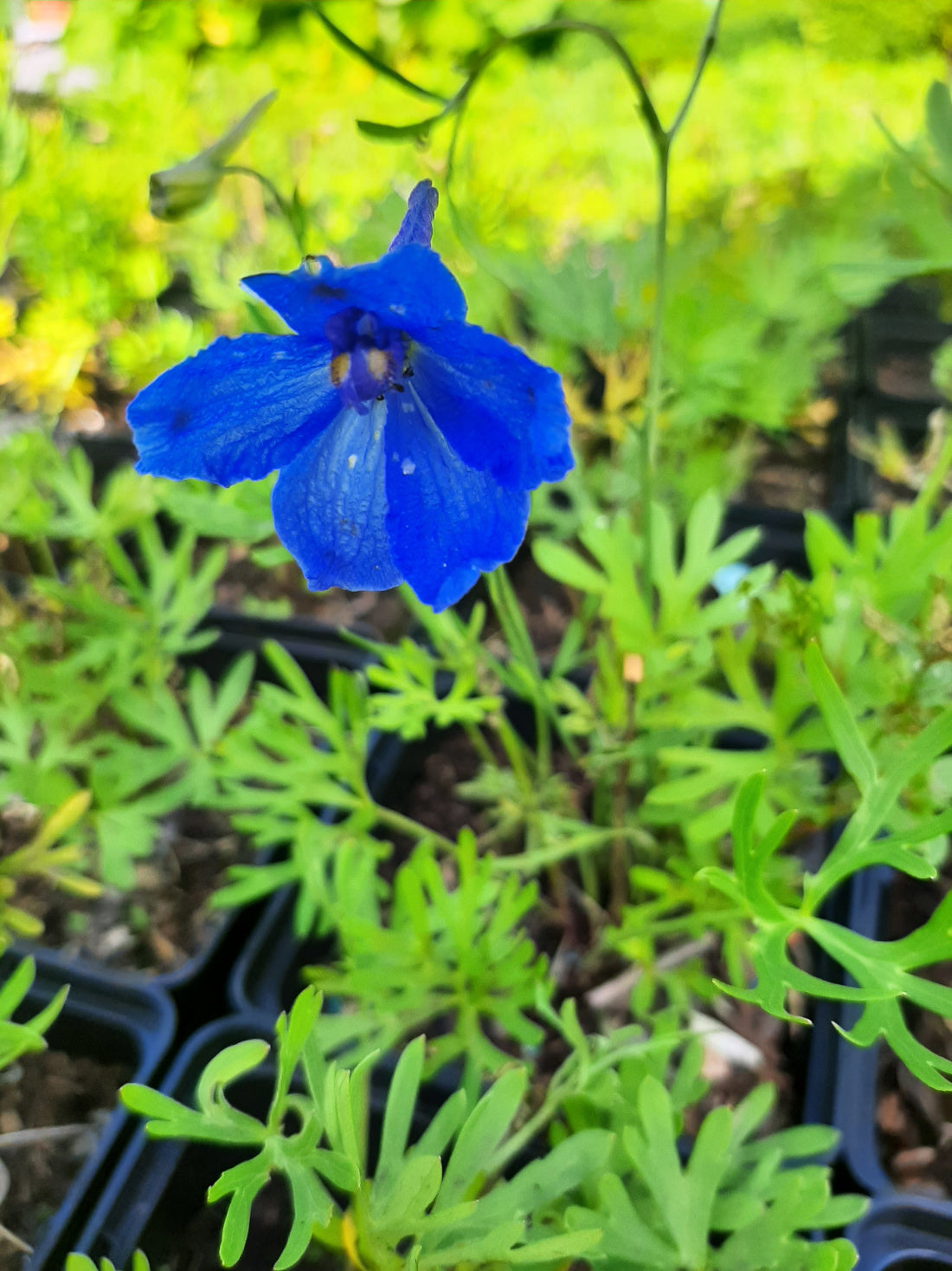 Delphinium grandiflorum 'Blauer Zwerg' Zwergiger Rittersporn