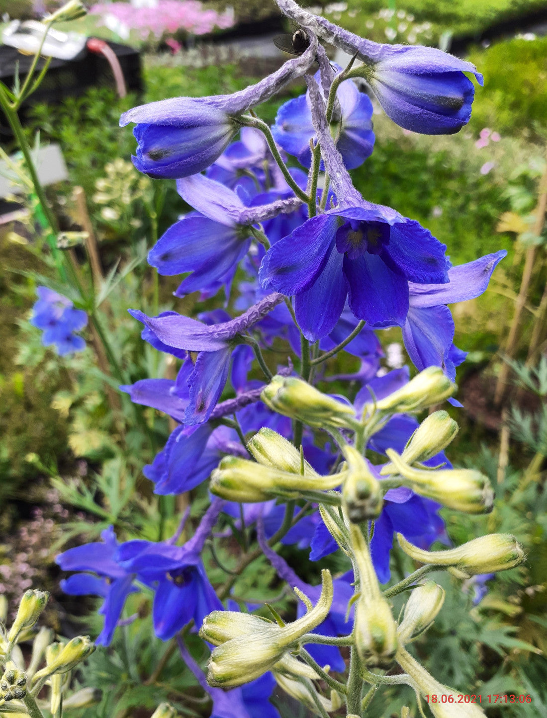 Delphinium × belladonna 'Völkerfrieden' Verzweigter Rittersporn