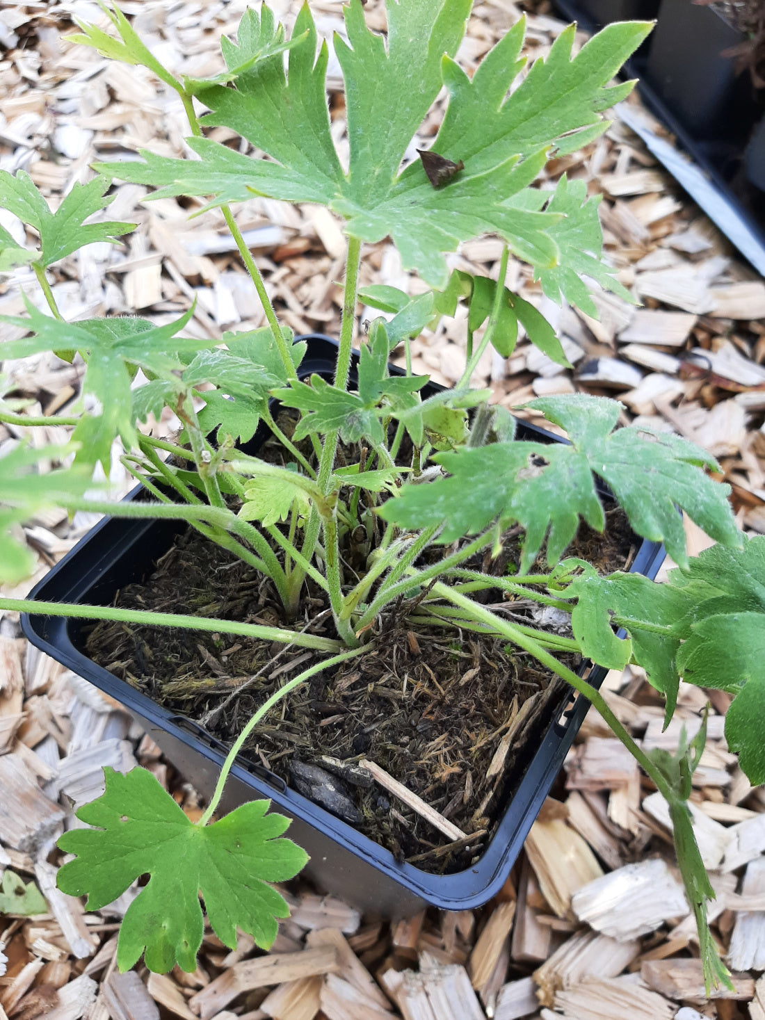 Delphinium × cultorum Pacific-Magic Fountains 'Weiß' Rittersporn
