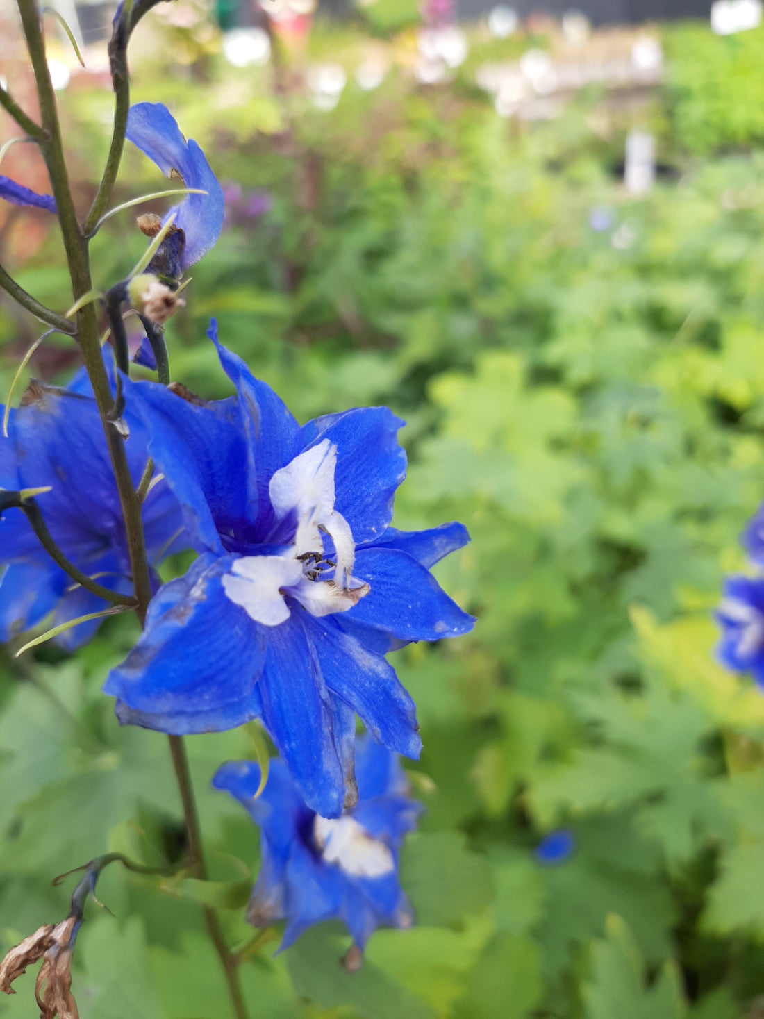 Delphinium × cultorum Pacific 'Blue Bird' Rittersporn