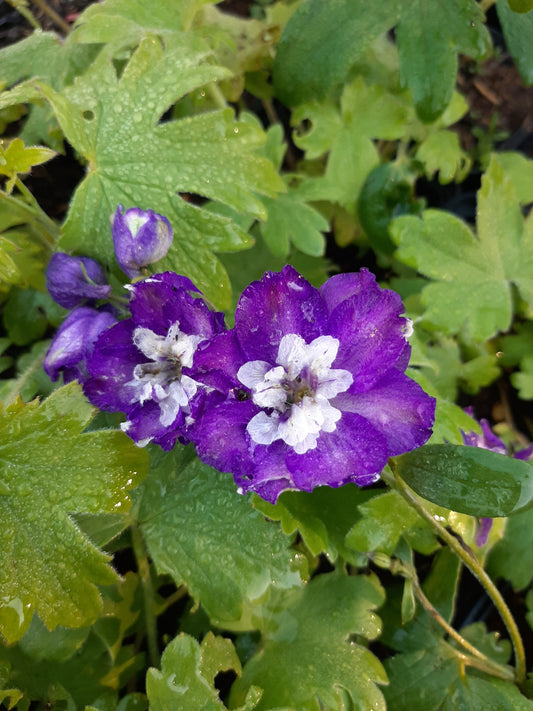 Delphinium × cultorum Pacific 'King Arthur' Pacific Rittersporn