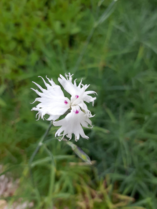 Dianthus spiculifolius Fransen-Nelke