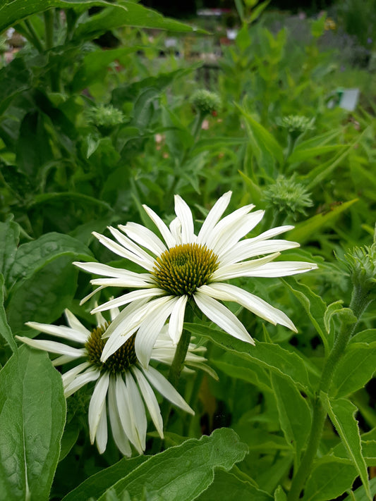 Echinacea purpurea 'Baby Swan White' Scheinsonnenhut
