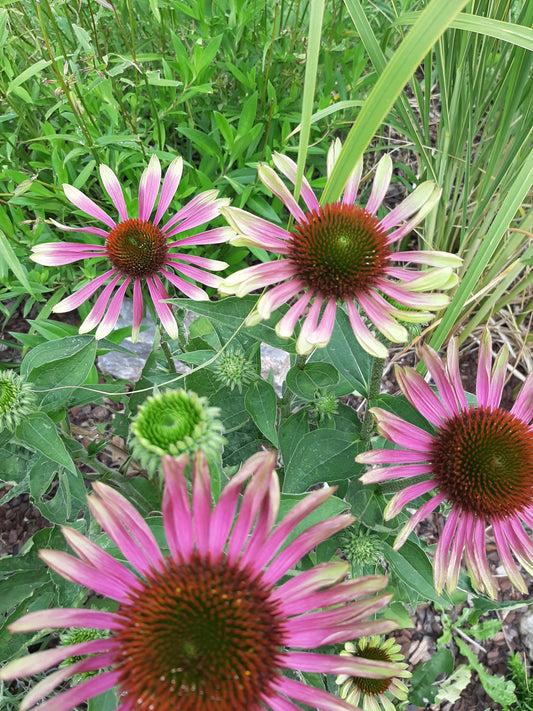 Echinacea purpurea 'Green Twister' Scheinsonnenhut