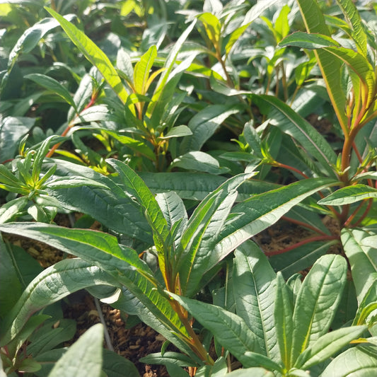 Epilobium angustifolium Schmalblättriges Weidenröschen