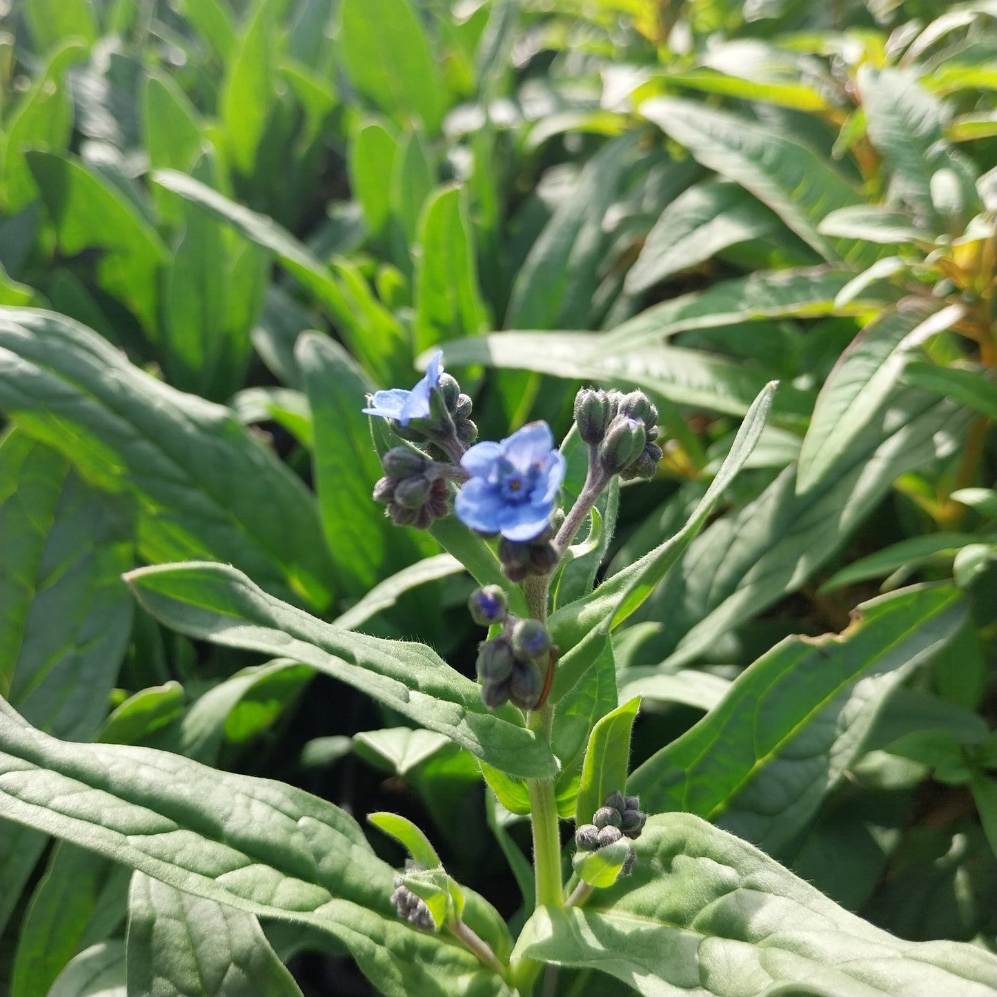 Eritrichium canum Hybr. 'Baby Blues' Himmelsherold