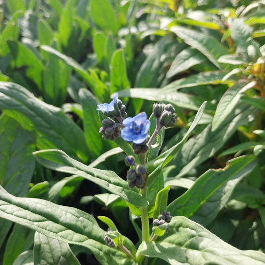 Eritrichium canum Hybr. 'Baby Blues' Himmelsherold