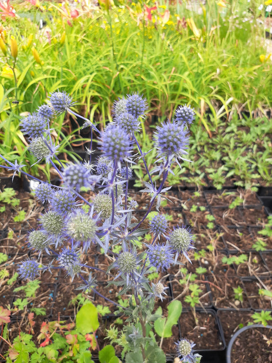 Eryngium planum Edeldistel, Flachblättriger Mannstreu