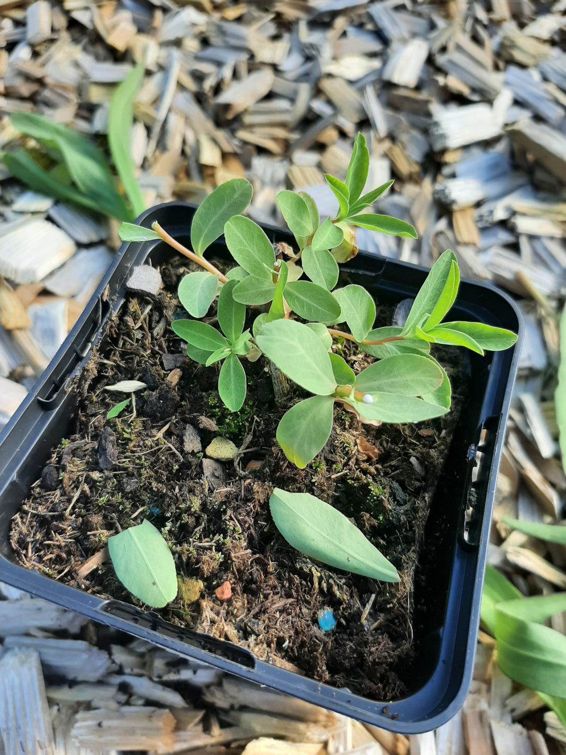 Euphorbia ceratocarpa Hornfrüchtige Wolfsmilch