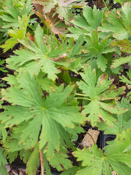 Geranium sylvaticum 'Roseum' Wald- Storchschnabel