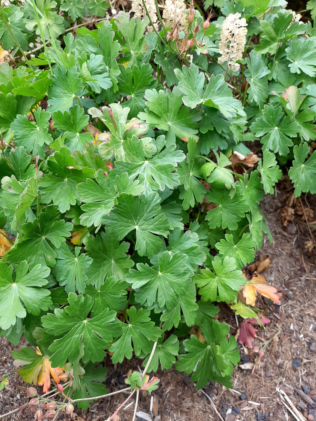 Geranium cantabrigiense 'Berggarten' Cambridge-Storchschnabel