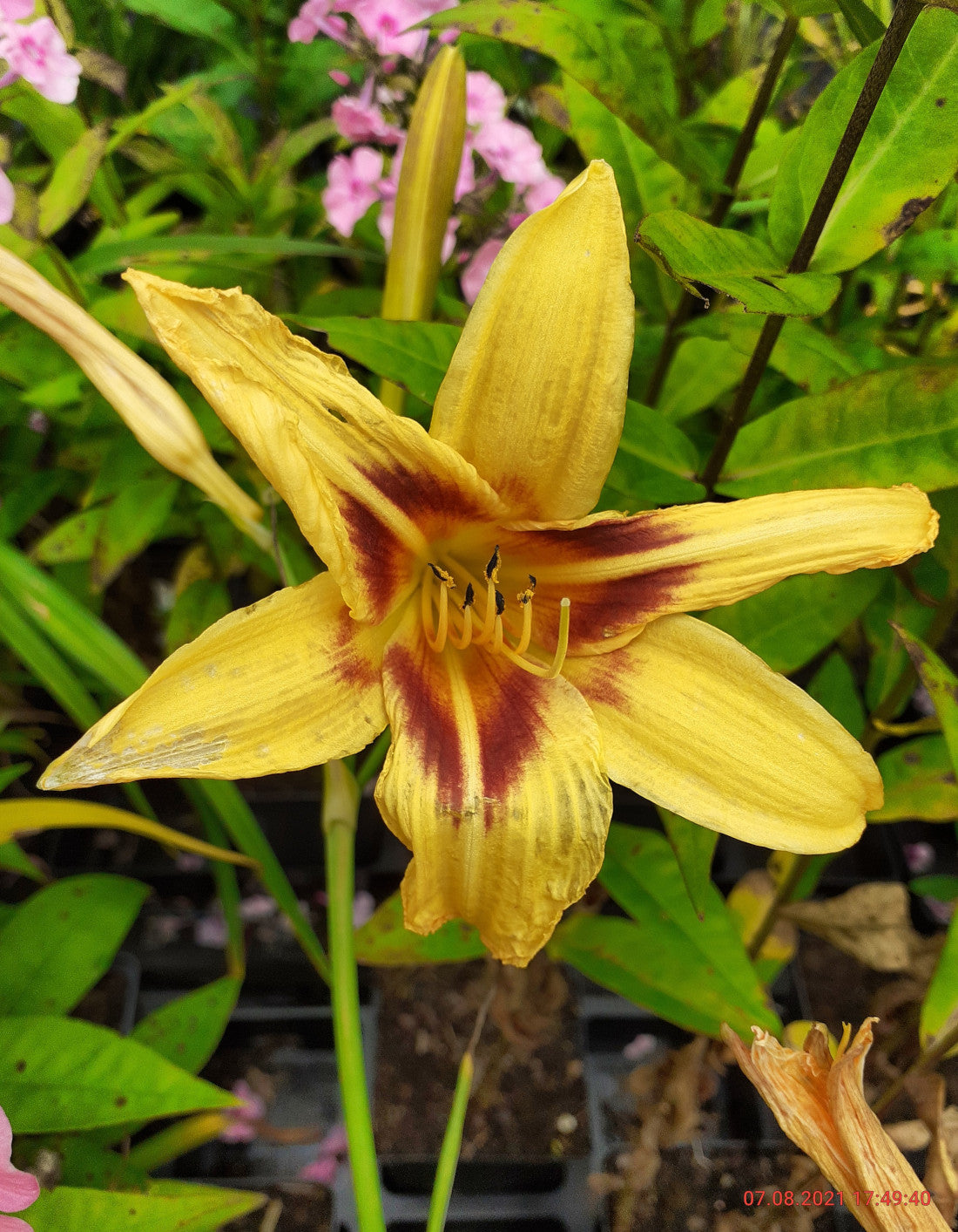 Hemerocallis cultorum 'Bonanza' Taglilie