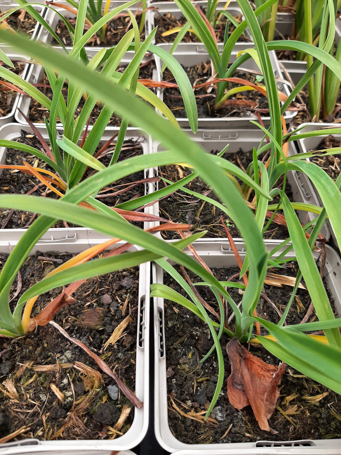 Hemerocallis × cultorum 'Autumn Red' Taglilie
