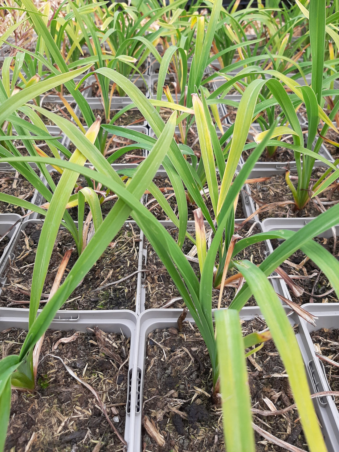 Hemerocallis × cultorum 'Siloam Nugget' Taglilie