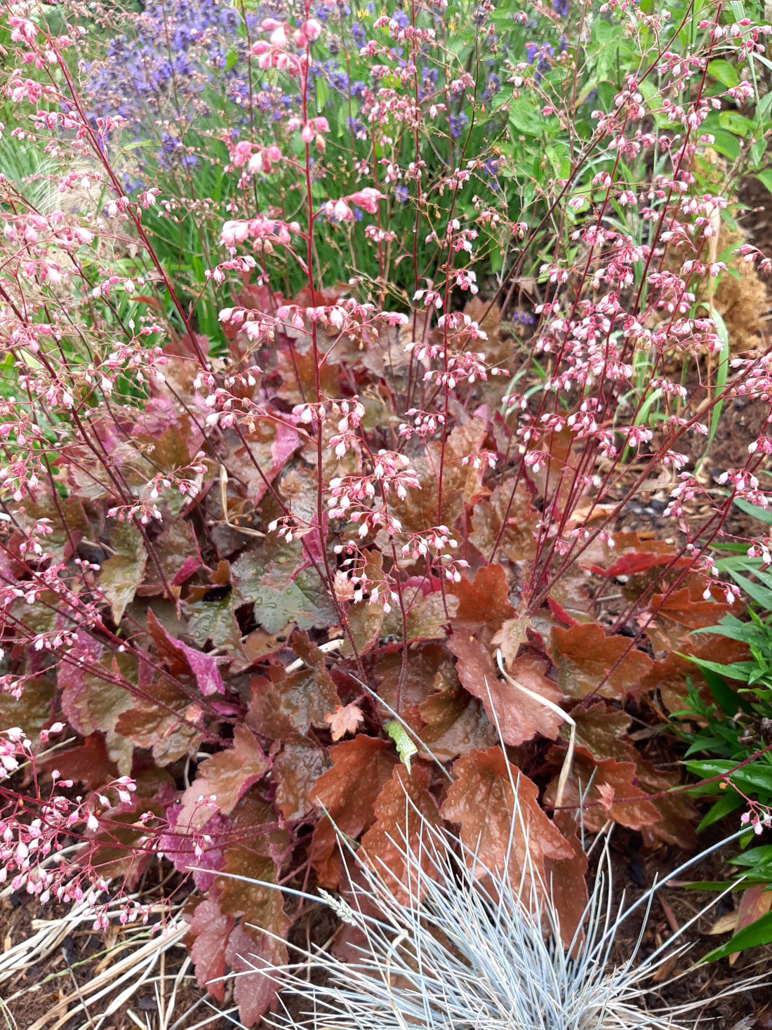 Heuchera micrantha 'Rachel' Silberglöckchen