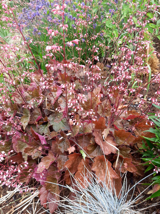 Heuchera micrantha 'Rachel' Silberglöckchen
