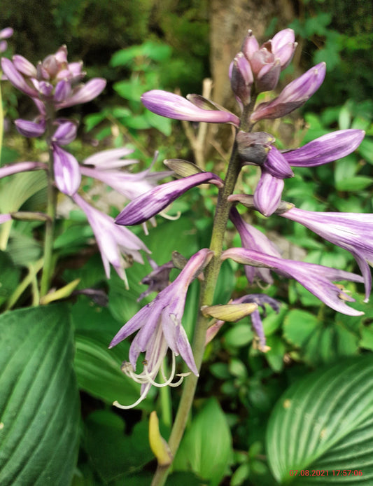 Hosta fortunei 'Hyacinthina' Graublättrige Hyazinthen-Funkie