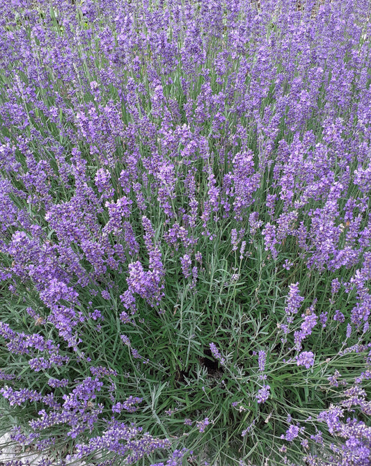 Lavandula angustifolia 'Hidcote Superior' Lavendel
