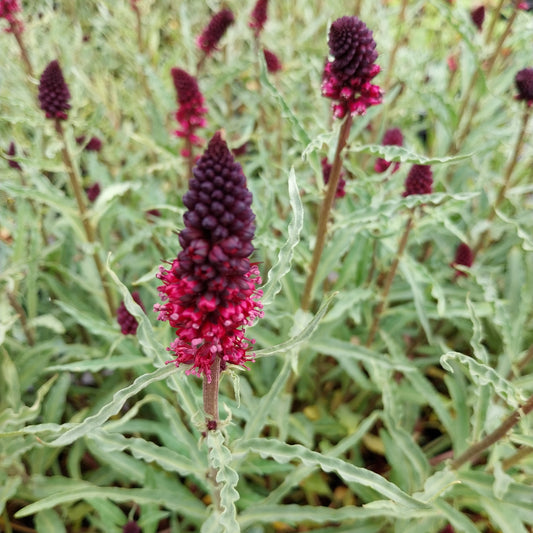 Lysimachia atropurpurea Purpurblühender Felberich