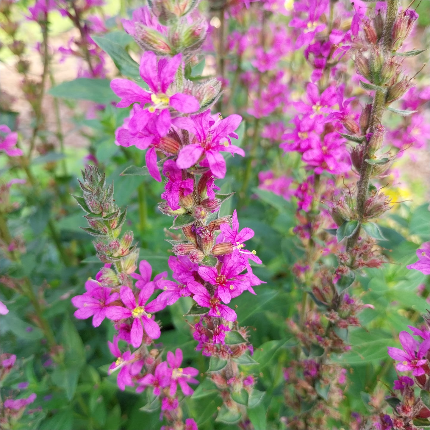 Lythrum salicaria Blut-Weiderich