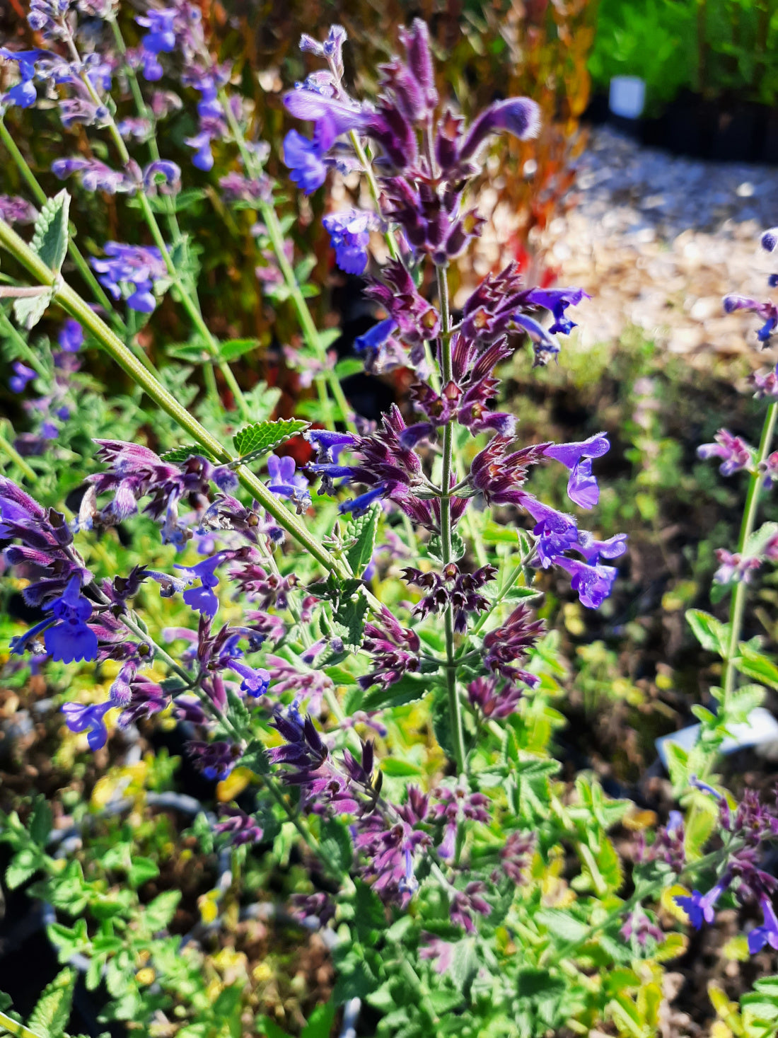 Nepeta faassenii 'Walker's Low' Traubige Katzenminze