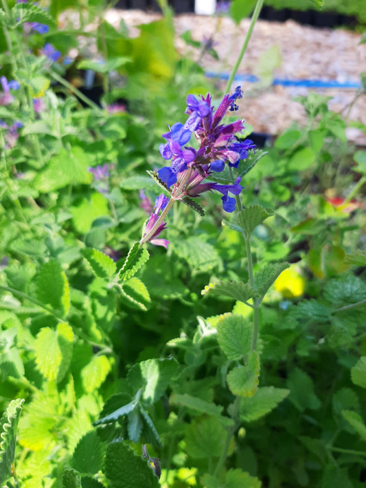 Nepeta racemosa Traubige Katzenminze