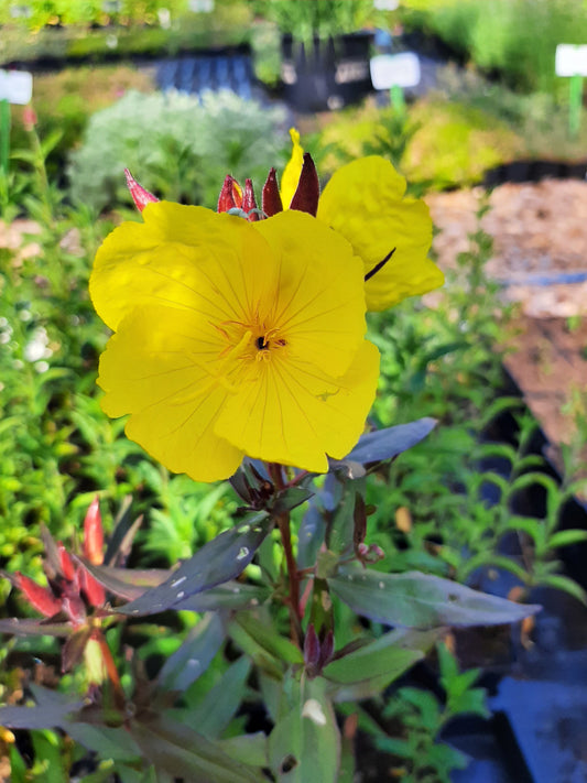 Oenothera tetragona 'Sonnenwende' Nachtkerze