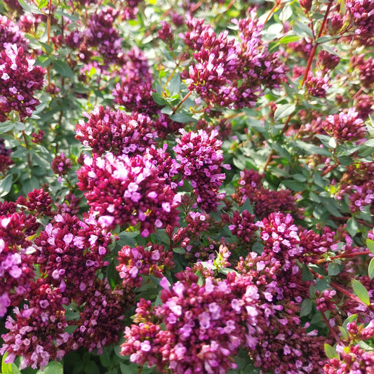 Origanum laevigatum 'Herrenhausen' Blüten-Dost