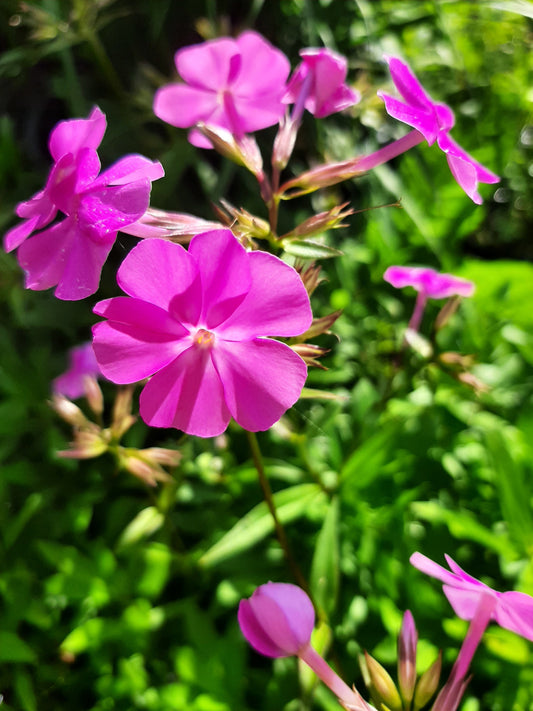 Phlox glaberrima subsp. triflora 'Bill Baker' Dreiblütige Flammenblume