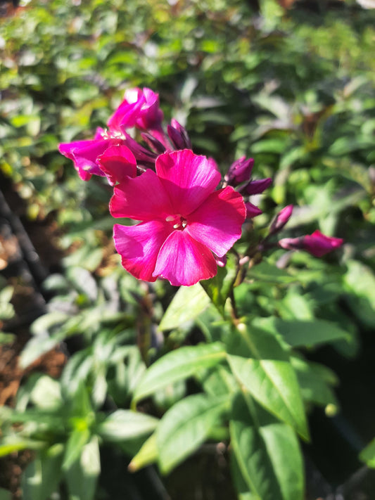 Phlox paniculata 'Kirchenfürst' Hohe Flammenblume