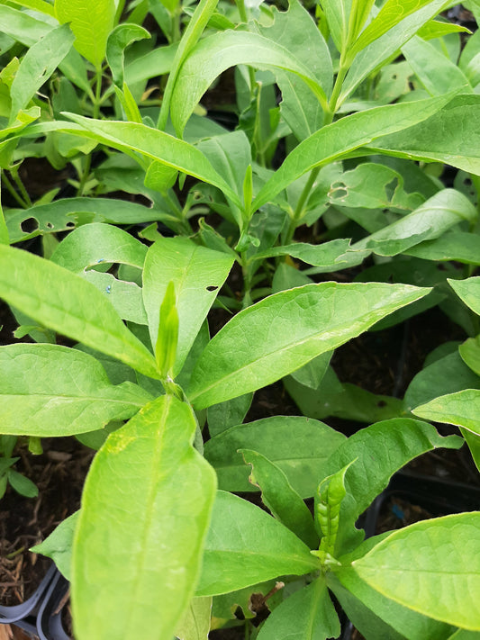Phlox paniculata 'White Admiral' Hohe Flammenblume