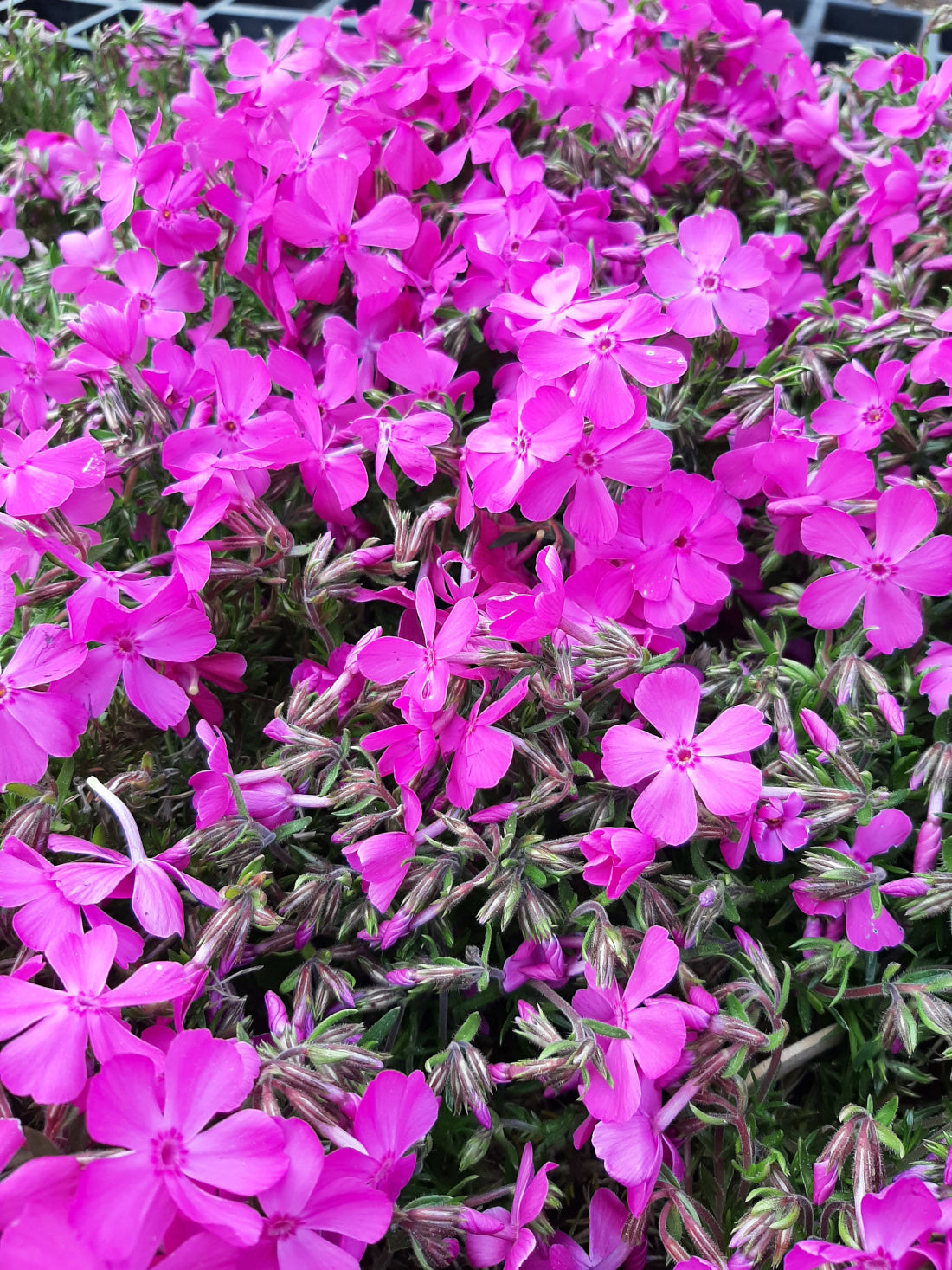 Phlox subulata McDaniel's Cushion' Teppich-Flammenblume