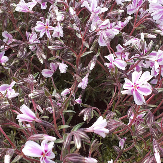 Phlox subulata 'Candy Stripes'  Teppich-Flammenblume in Blüte