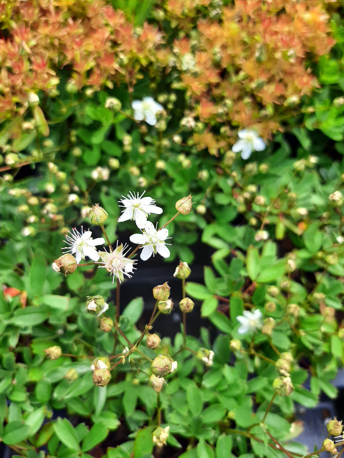 Potentilla tridentata 'Nuuk' Fingerkraut