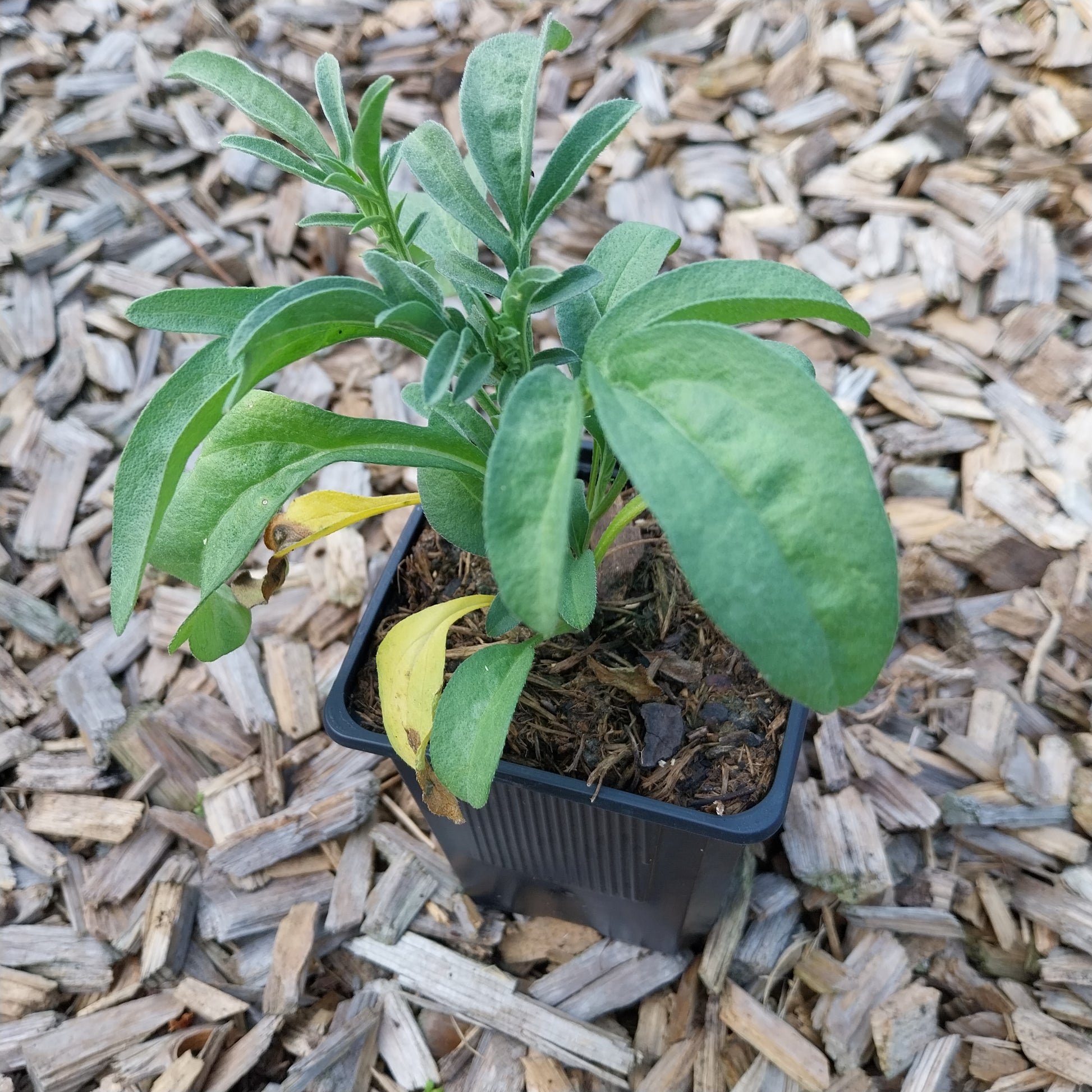 Ratibida columnifera fo. pulcherrima 'Red Midget' Zapfenblume