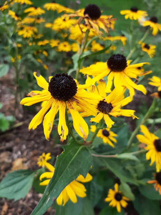 Rudbeckia fulgida var. sullivantii 'Goldsturm' Leuchtender Sonnenhut