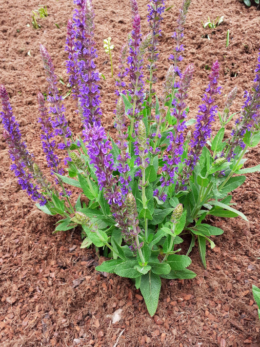 Salvia nemorosa 'Mainacht' Blüten-Salbei