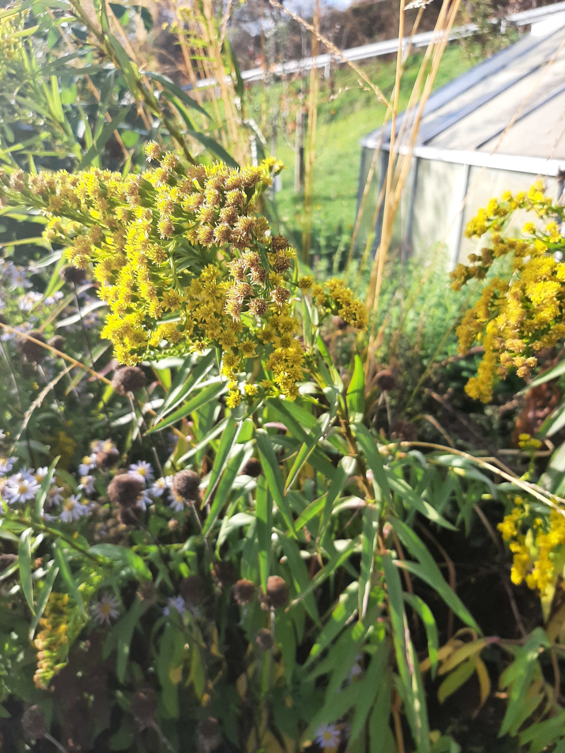 Solidago sempervirens 'Goldene Wellen' Sattgrüne Goldrute