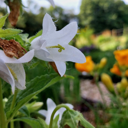 Campanula trachelium Nesselblättrige Glockenblume